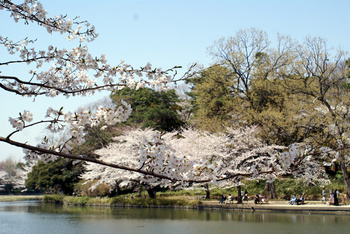 151  桜.jpg