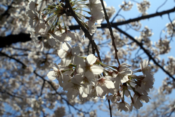 153　桜.jpg