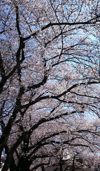 244　桜.jpg